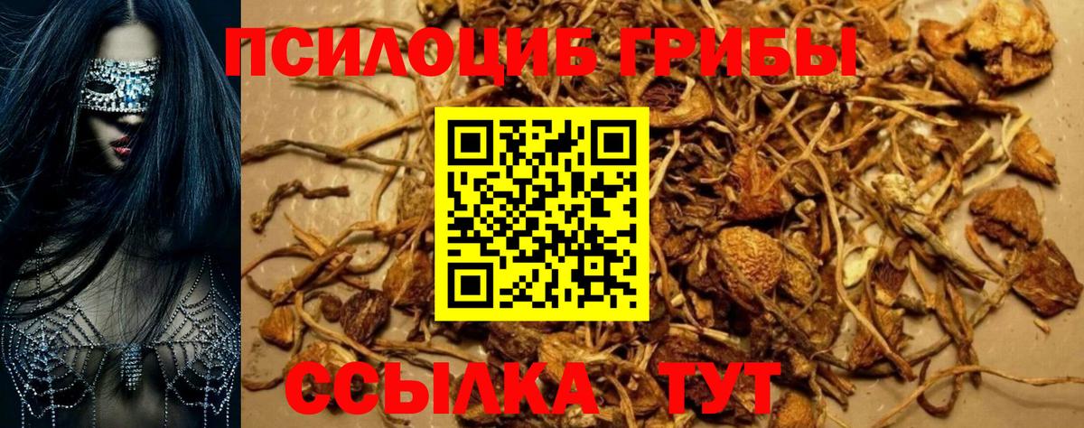 Псилоцибиновые грибы Psilocybe Губкин
